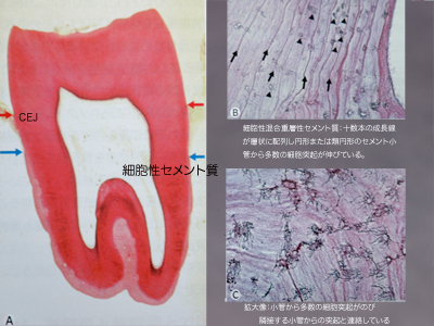 新編:治癒の病理〜臨床の疑問に基礎が答える〜 下野正基著 院長ブログ